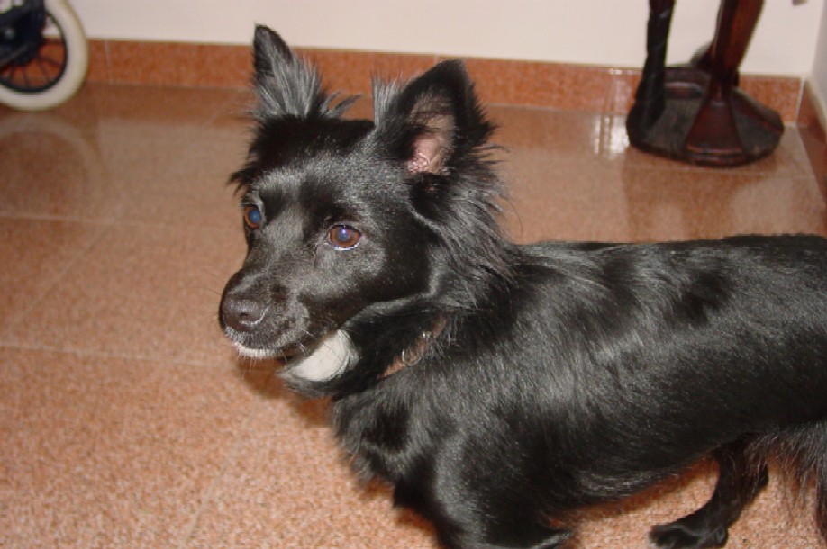 Maya in ascolto