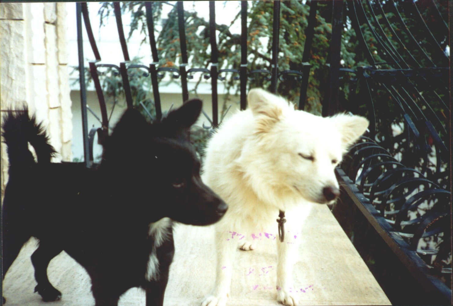 Maya e il vicino di casa